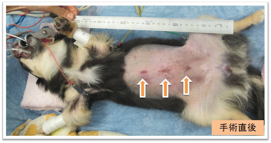 犬 チワワ 女の子 7ヶ月における避妊手術